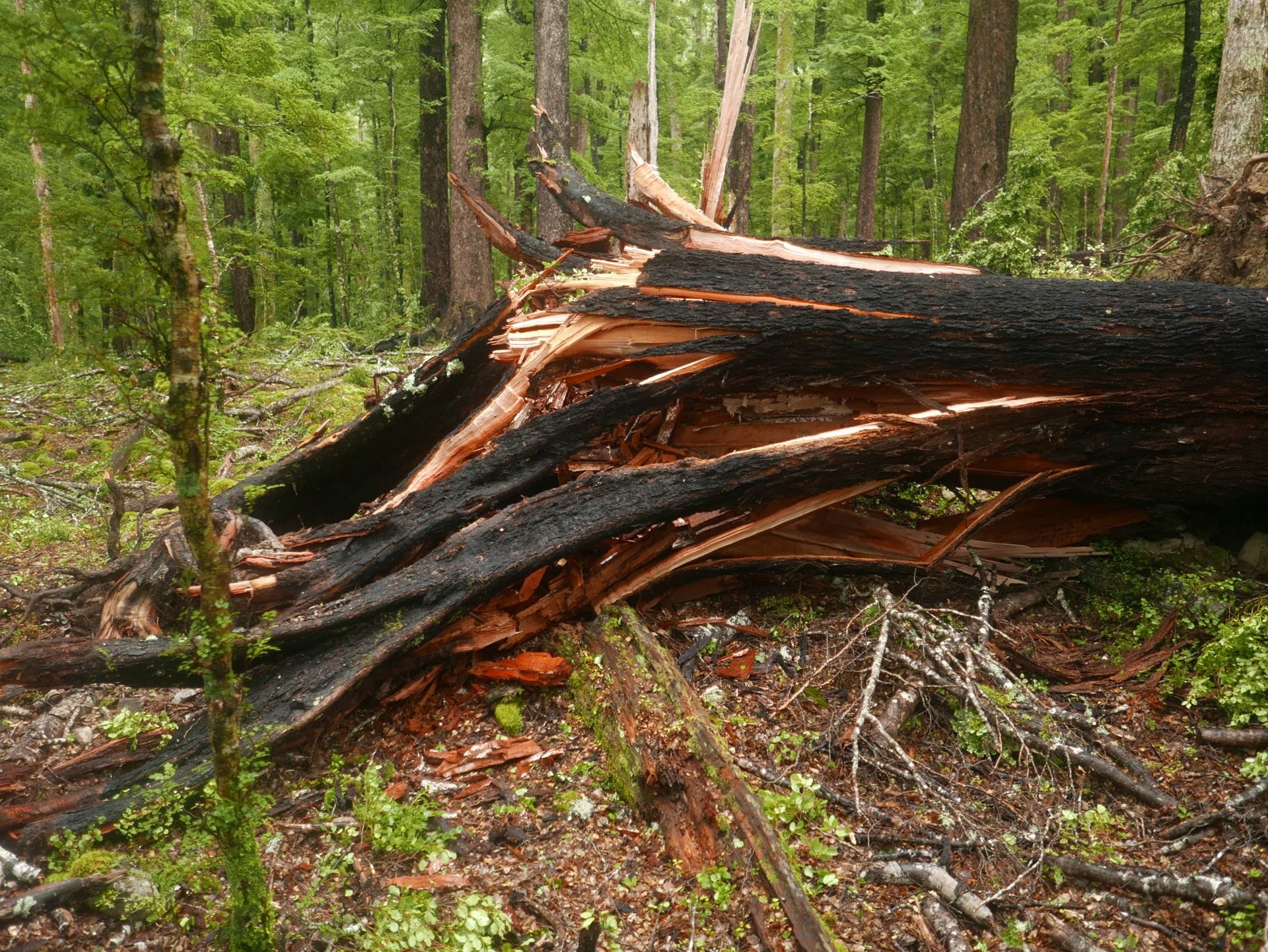 Boyle River Outdoor Center bis kurz nach Kiwi Hut