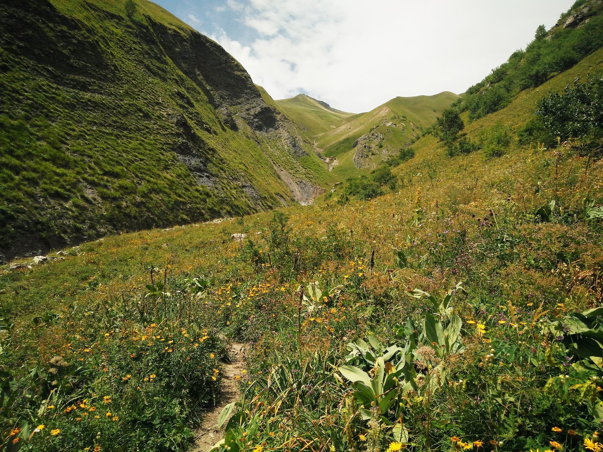 Wiese2