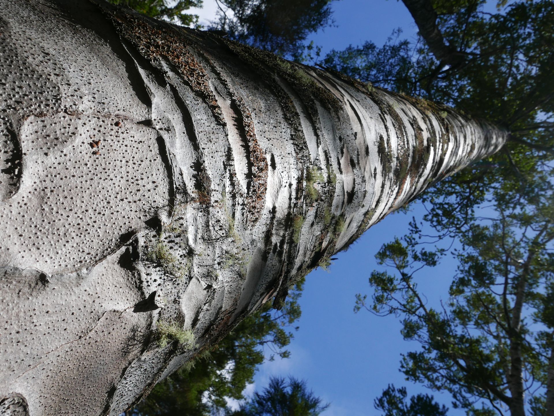 P1020862
