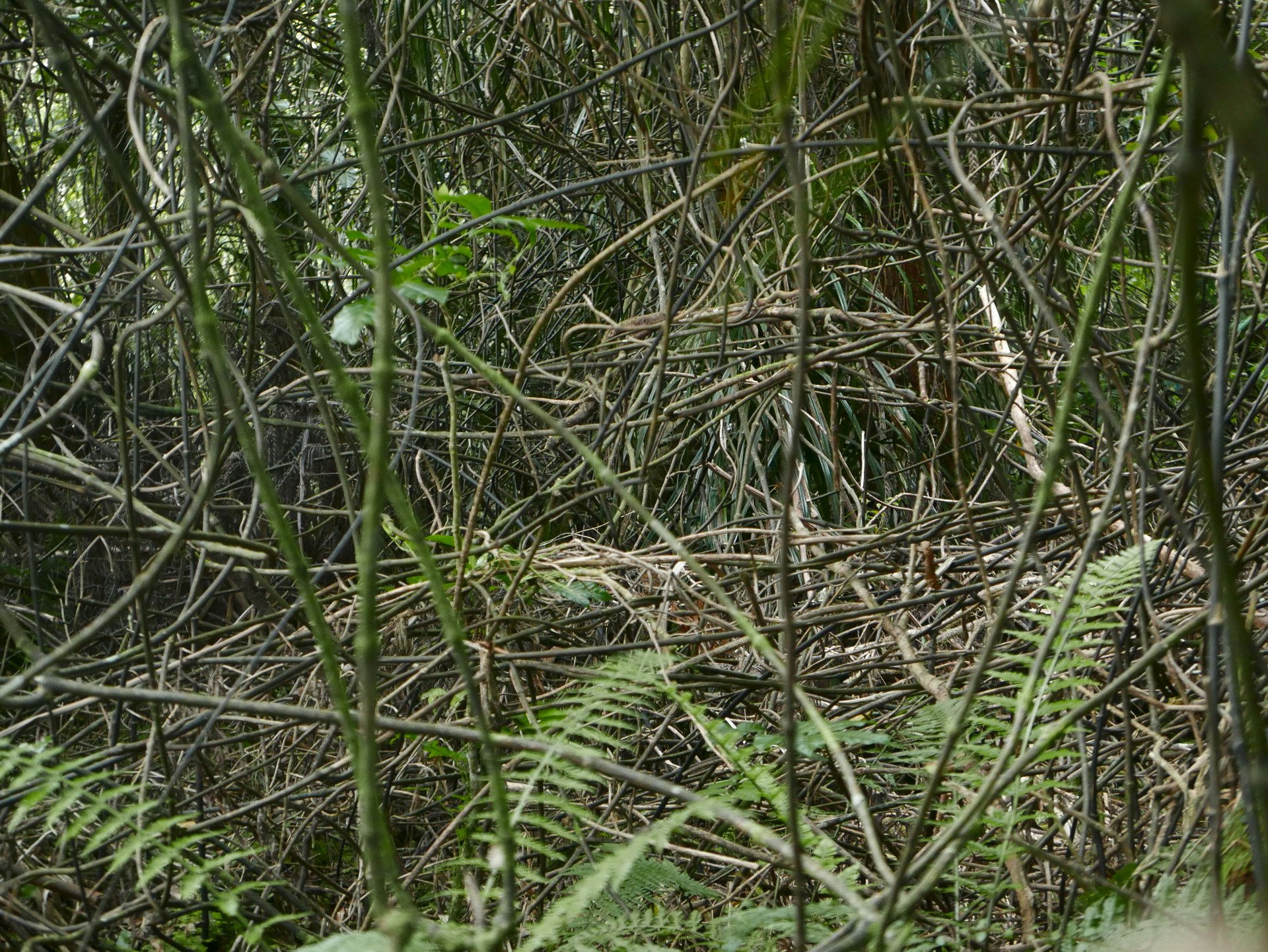 P1030893