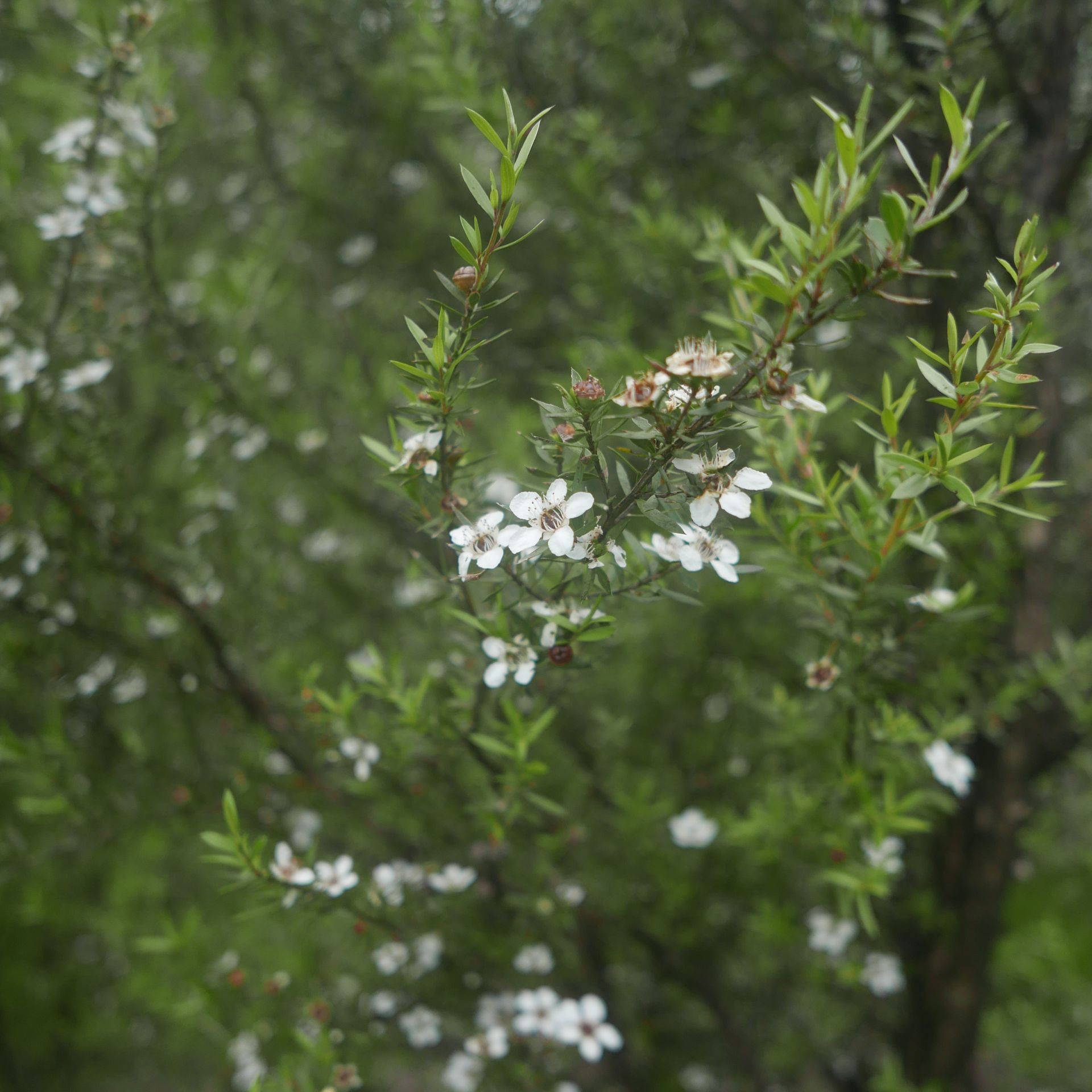 Manuka